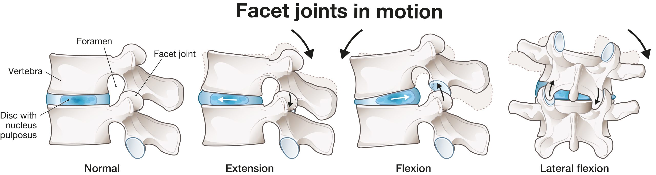 Facet joints in motion diagram